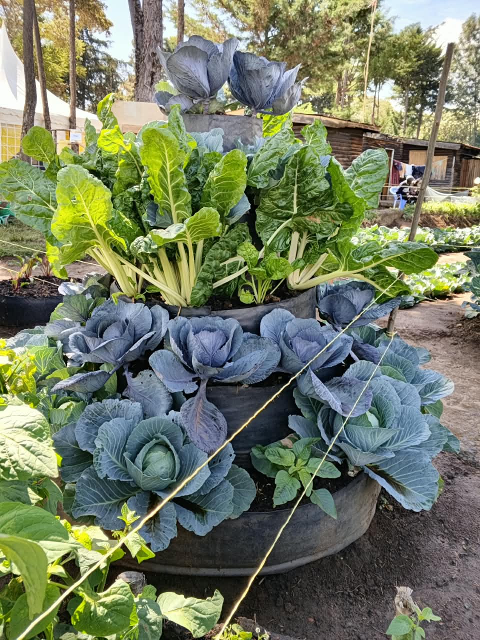 Raised spiral gardens